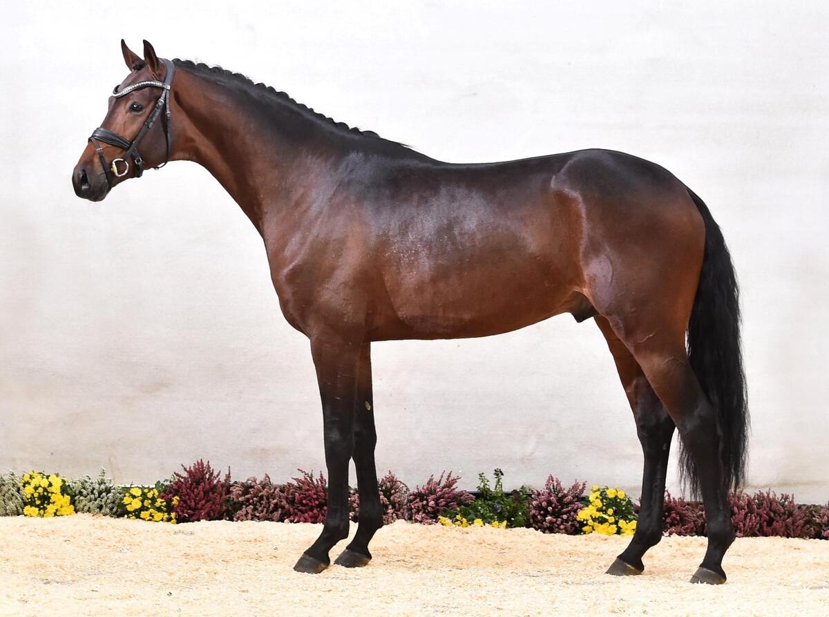 LUTON überzeugt im 50TageTest Zuchthof Kathmann